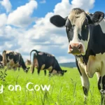 English Cow Essay in